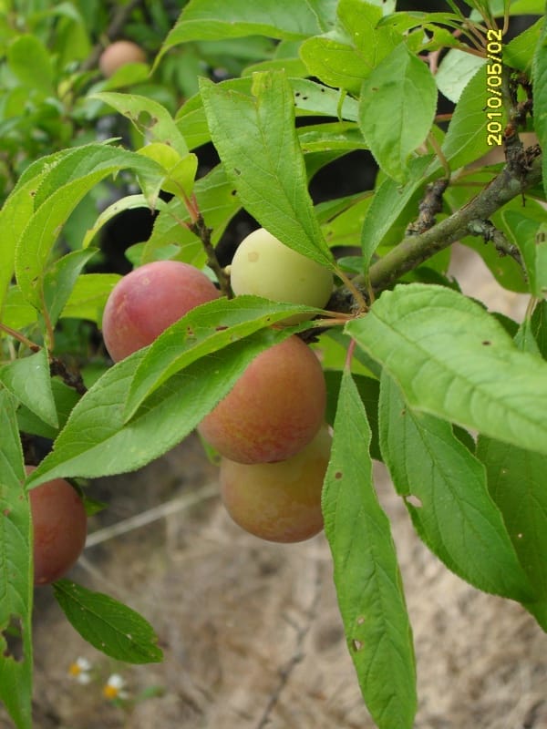 李子1.JPG
