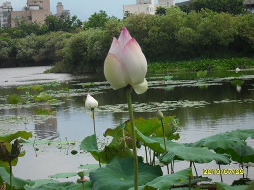 宜蘭景點 礁溪猴硐瀑布/五峰奇瀑布/林美石磐步道/清水地熱/蘭陽博物館/羅東林業文化園區之旅 - 第20張圖 宜蘭景點 礁溪猴硐瀑布/五峰奇瀑布/林美石磐步道/清水地熱/蘭陽博物館/羅東林業文化園區之旅