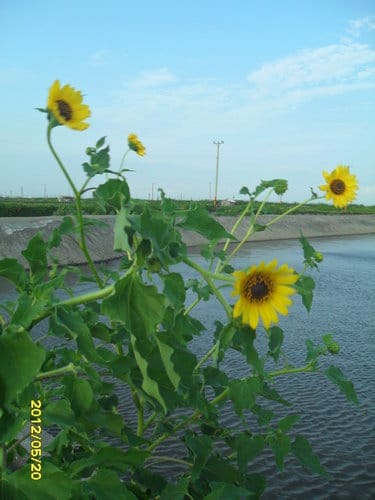 (免費挖蛤蜊)彰化漢寶溼地….超多蛤蜊-摸蛤蜊兼洗褲