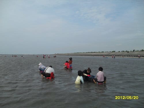 (免費挖蛤蜊)彰化漢寶溼地….超多蛤蜊-摸蛤蜊兼洗褲