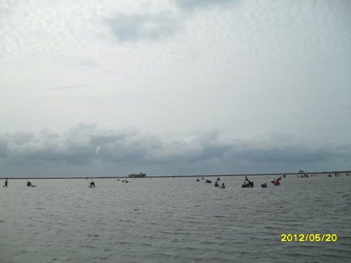 (免費挖蛤蜊)彰化漢寶溼地….超多蛤蜊-摸蛤蜊兼洗褲