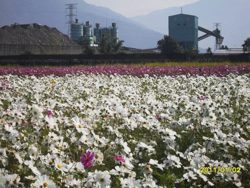 埔里花卉嘉年華-寫生比賽vs信義風櫃斗-烏松崙賞梅花