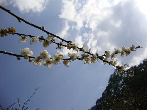 埔里花卉嘉年華-寫生比賽vs信義風櫃斗-烏松崙賞梅花