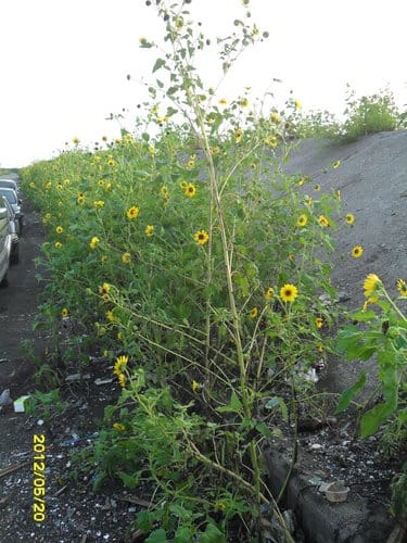 (免費挖蛤蜊)彰化漢寶溼地….超多蛤蜊-摸蛤蜊兼洗褲