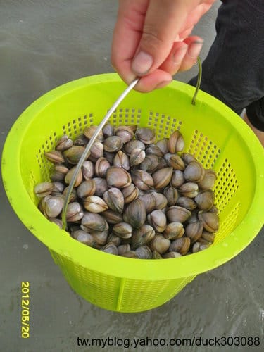 (免費挖蛤蜊)彰化漢寶溼地….超多蛤蜊-摸蛤蜊兼洗褲