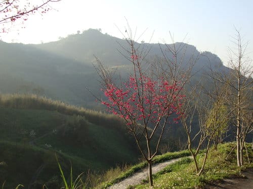 李花祕境泰安清安村賞李花 - 第6張圖 李花祕境泰安清安村賞李花