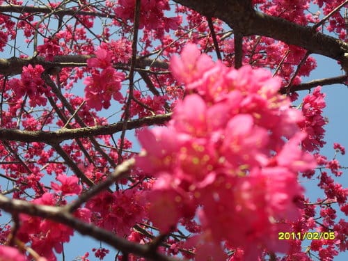 李花祕境泰安清安村賞李花 - 第18張圖 李花祕境泰安清安村賞李花