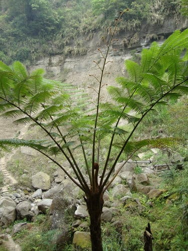 嘉義梅山『大峽谷生態農場』『圓潭自然生態園區』『向山瀑布』『竹坑溪步道』『觀日亭』賞螢火蟲/抓溪蝦/看日出/觀瀑布