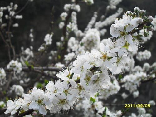 李花祕境泰安清安村賞李花 - 第14張圖 李花祕境泰安清安村賞李花