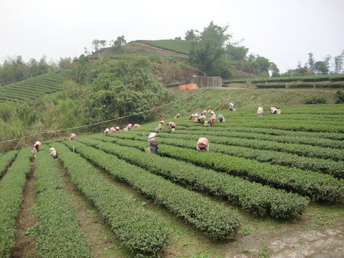 嘉義梅山『大峽谷生態農場』『圓潭自然生態園區』『向山瀑布』『竹坑溪步道』『觀日亭』賞螢火蟲/抓溪蝦/看日出/觀瀑布