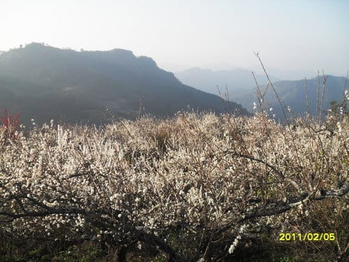 李花祕境泰安清安村賞李花 - 第13張圖 李花祕境泰安清安村賞李花