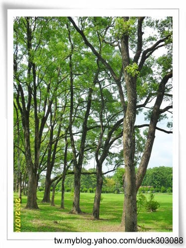 埔里景點超大綠草地『三育基督學院』