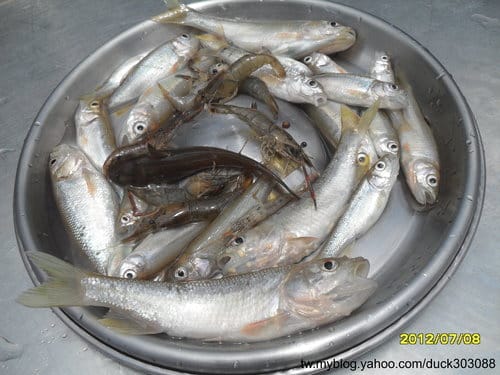 第14露魚池『魚雅筑民宿露營區』第1回