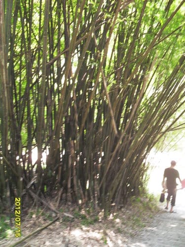 宜蘭景點礁溪『林美石磐步道』免費景點潺潺溪水輕鬆登山賞飛瀑