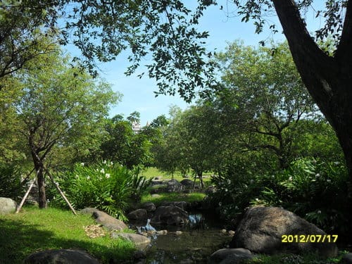 宜蘭景點免門票『羅東運動公園』落羽松季最美
