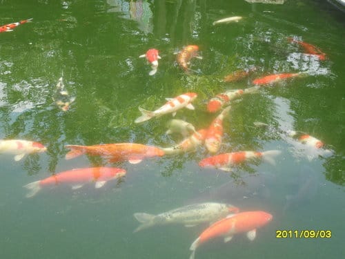 2011.8/38/4 造紙龍手創館.清境青青草原客棧.清境農場. - 第3張圖 2011.8/38/4 造紙龍手創館.清境青青草原客棧.清境農場.