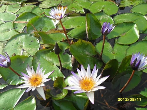 青青湖畔親水花園