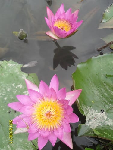 青青湖畔親水花園