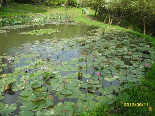 青青湖畔親水花園
