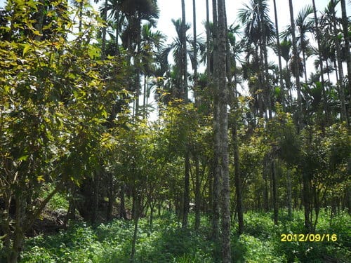 第16露國姓『黃金森林露營區』2012年新營地