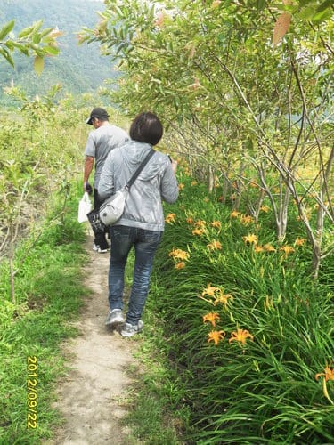 賞金針花海不用大老遠到台東日月潭頭社活盆地就有金針花海
