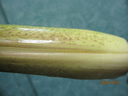茭白筍炒雞絲 - 第2張圖 茭白筍炒雞絲