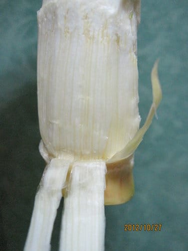 茭白筍炒雞絲 - 第6張圖 茭白筍炒雞絲