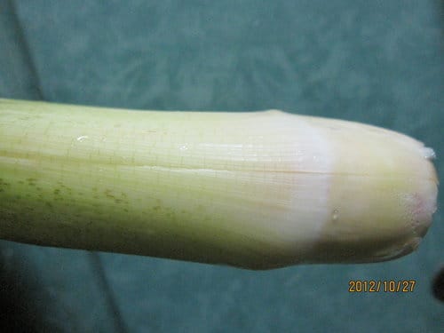 茭白筍炒雞絲 - 第3張圖 茭白筍炒雞絲