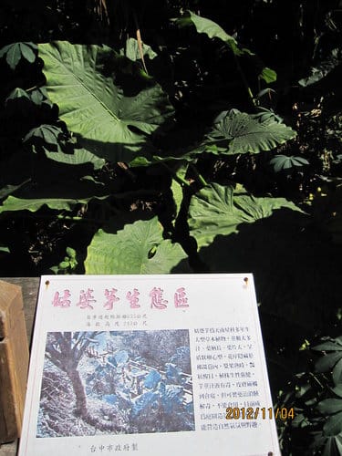 台中免費景點大坑『6號、9號、10號』登山步道爬山健行 - 第52張圖 台中免費景點大坑『6號、9號、10號』登山步道爬山健行