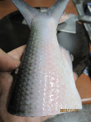 市場買回來的魚.如何殺?虱目魚去骨 - 第13張圖 市場買回來的魚.如何殺?虱目魚去骨