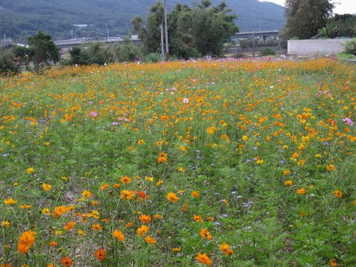 苗栗景點『銅鑼杭菊芋頭節』季節限定賞菊景點 - 第31張圖 苗栗景點『銅鑼杭菊芋頭節』季節限定賞菊景點