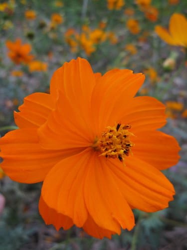 苗栗景點『銅鑼杭菊芋頭節』季節限定賞菊景點 - 第35張圖 苗栗景點『銅鑼杭菊芋頭節』季節限定賞菊景點