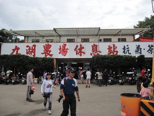苗栗景點『銅鑼杭菊芋頭節』季節限定賞菊景點 - 第4張圖 苗栗景點『銅鑼杭菊芋頭節』季節限定賞菊景點