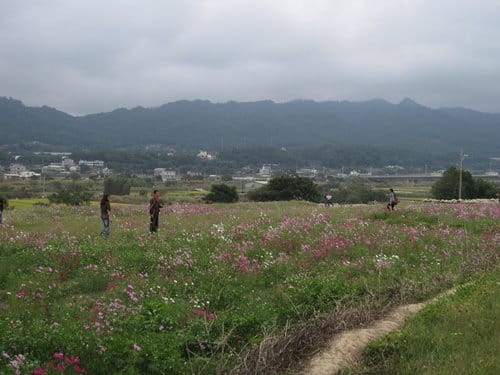 苗栗景點『銅鑼杭菊芋頭節』季節限定賞菊景點 - 第34張圖 苗栗景點『銅鑼杭菊芋頭節』季節限定賞菊景點
