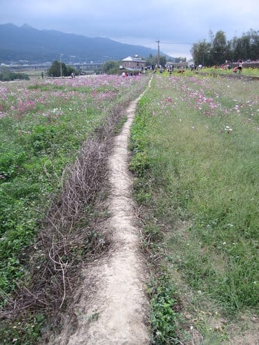 苗栗景點『銅鑼杭菊芋頭節』季節限定賞菊景點 - 第33張圖 苗栗景點『銅鑼杭菊芋頭節』季節限定賞菊景點