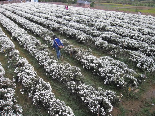 苗栗景點『銅鑼杭菊芋頭節』季節限定賞菊景點 - 第37張圖 苗栗景點『銅鑼杭菊芋頭節』季節限定賞菊景點