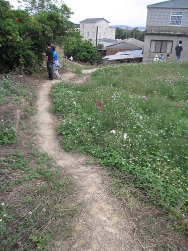 苗栗景點『銅鑼杭菊芋頭節』季節限定賞菊景點 - 第28張圖 苗栗景點『銅鑼杭菊芋頭節』季節限定賞菊景點