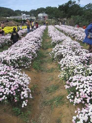 苗栗景點『銅鑼杭菊芋頭節』季節限定賞菊景點 - 第39張圖 苗栗景點『銅鑼杭菊芋頭節』季節限定賞菊景點