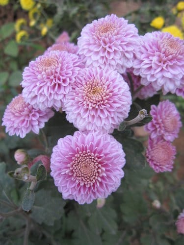 苗栗景點『銅鑼杭菊芋頭節』季節限定賞菊景點 - 第36張圖 苗栗景點『銅鑼杭菊芋頭節』季節限定賞菊景點