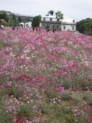 苗栗景點『銅鑼杭菊芋頭節』季節限定賞菊景點 - 第32張圖 苗栗景點『銅鑼杭菊芋頭節』季節限定賞菊景點