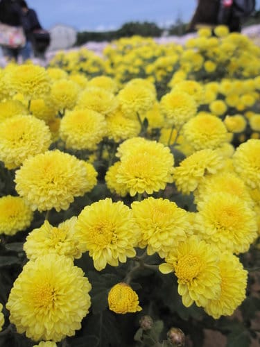 苗栗景點『銅鑼杭菊芋頭節』季節限定賞菊景點 - 第38張圖 苗栗景點『銅鑼杭菊芋頭節』季節限定賞菊景點