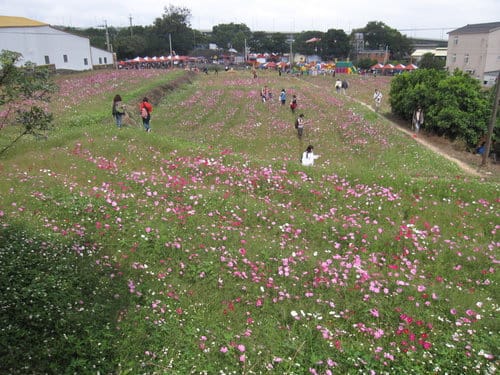 苗栗景點『銅鑼杭菊芋頭節』季節限定賞菊景點 - 第30張圖 苗栗景點『銅鑼杭菊芋頭節』季節限定賞菊景點