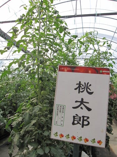 (苗栗景點)來趟苑裡山腳農會『彩繪稻田』 順遊藺草文化館愛情果園 - 第42張圖 (苗栗景點)來趟苑裡山腳農會『彩繪稻田』 順遊藺草文化館愛情果園