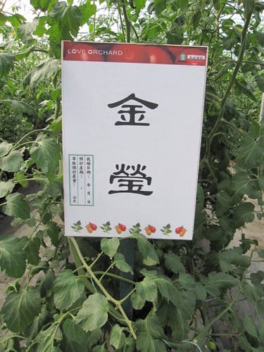 (苗栗景點)來趟苑裡山腳農會『彩繪稻田』 順遊藺草文化館愛情果園 - 第45張圖 (苗栗景點)來趟苑裡山腳農會『彩繪稻田』 順遊藺草文化館愛情果園