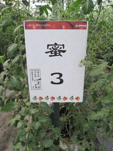 (苗栗景點)來趟苑裡山腳農會『彩繪稻田』 順遊藺草文化館愛情果園 - 第47張圖 (苗栗景點)來趟苑裡山腳農會『彩繪稻田』 順遊藺草文化館愛情果園