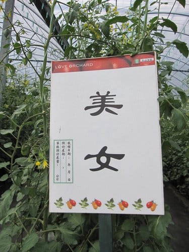 (苗栗景點)來趟苑裡山腳農會『彩繪稻田』 順遊藺草文化館愛情果園 - 第37張圖 (苗栗景點)來趟苑裡山腳農會『彩繪稻田』 順遊藺草文化館愛情果園