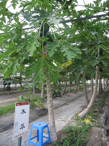 (苗栗景點)來趟苑裡山腳農會『彩繪稻田』 順遊藺草文化館愛情果園 - 第49張圖 (苗栗景點)來趟苑裡山腳農會『彩繪稻田』 順遊藺草文化館愛情果園