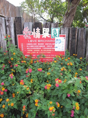 (苗栗景點)來趟苑裡山腳農會『彩繪稻田』 順遊藺草文化館愛情果園 - 第26張圖 (苗栗景點)來趟苑裡山腳農會『彩繪稻田』 順遊藺草文化館愛情果園