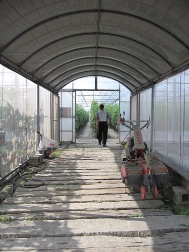 (苗栗景點)來趟苑裡山腳農會『彩繪稻田』 順遊藺草文化館愛情果園 - 第36張圖 (苗栗景點)來趟苑裡山腳農會『彩繪稻田』 順遊藺草文化館愛情果園