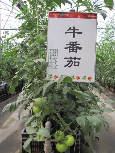 (苗栗景點)來趟苑裡山腳農會『彩繪稻田』 順遊藺草文化館愛情果園 - 第39張圖 (苗栗景點)來趟苑裡山腳農會『彩繪稻田』 順遊藺草文化館愛情果園